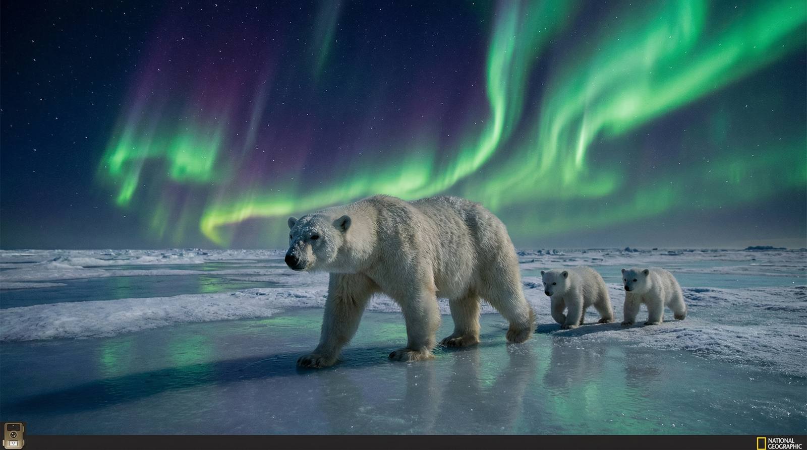 福利姬北极熊视频